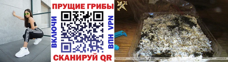 Псилоцибиновые грибы Psilocybe  Мураши 